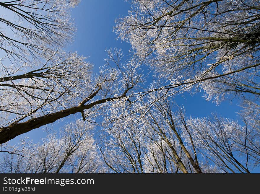 Snow on trees