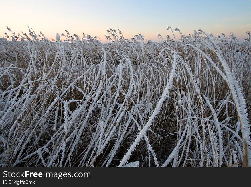 Frozen Cane