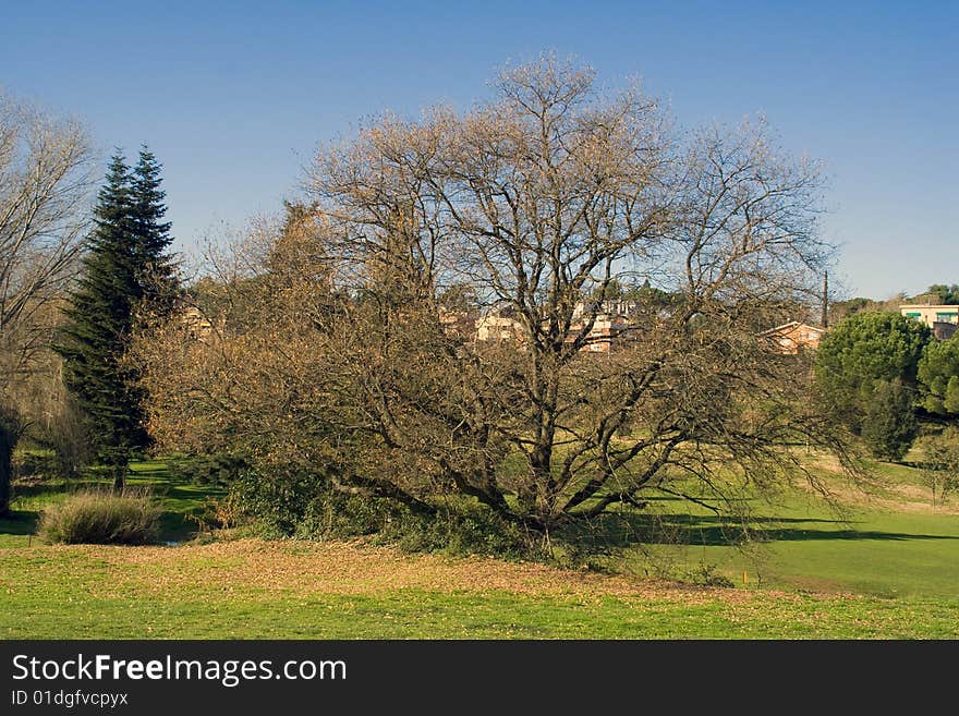 View of tree in winter