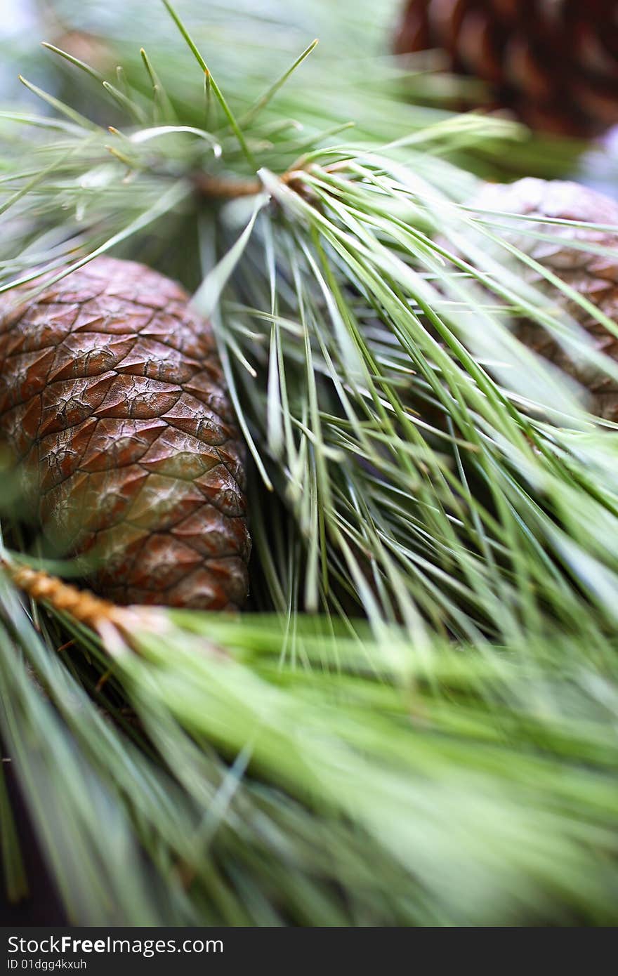 Pine nuts with pine tree branch on table