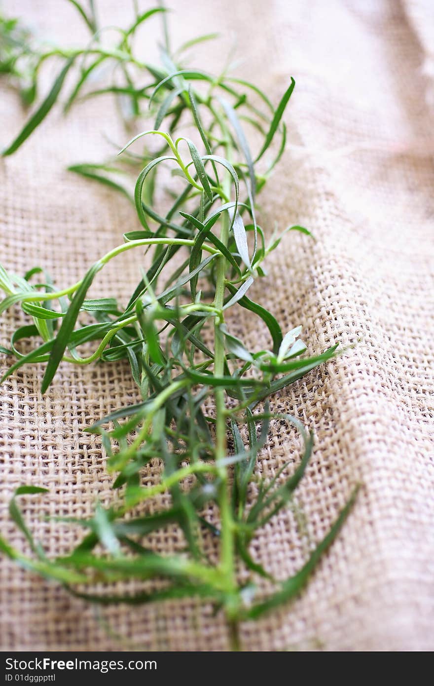 Tarragon on tablecloth