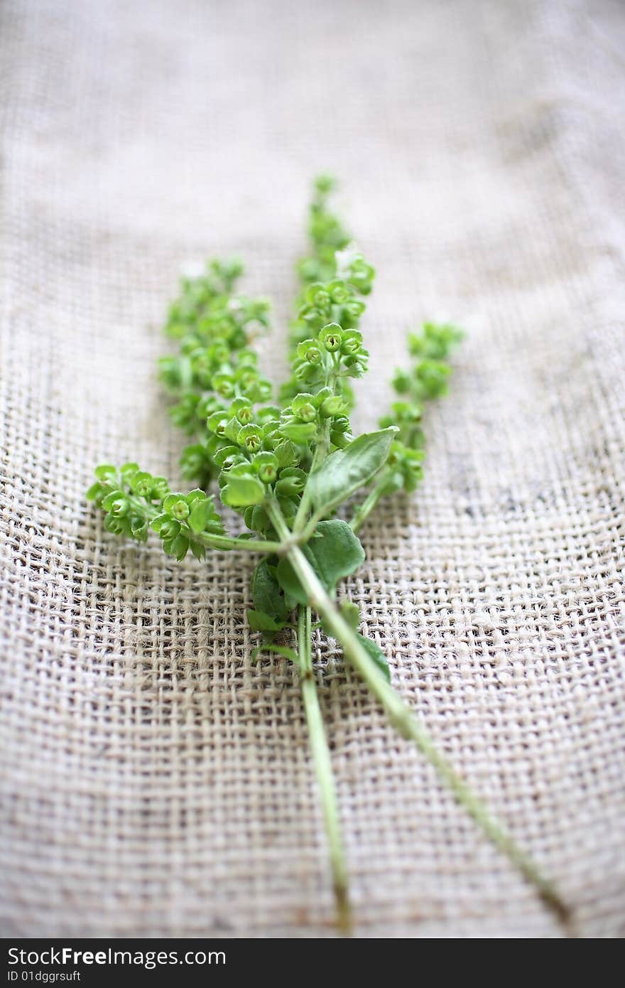 Fresh basil on tablecloth