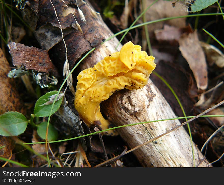 Yellow mushroom