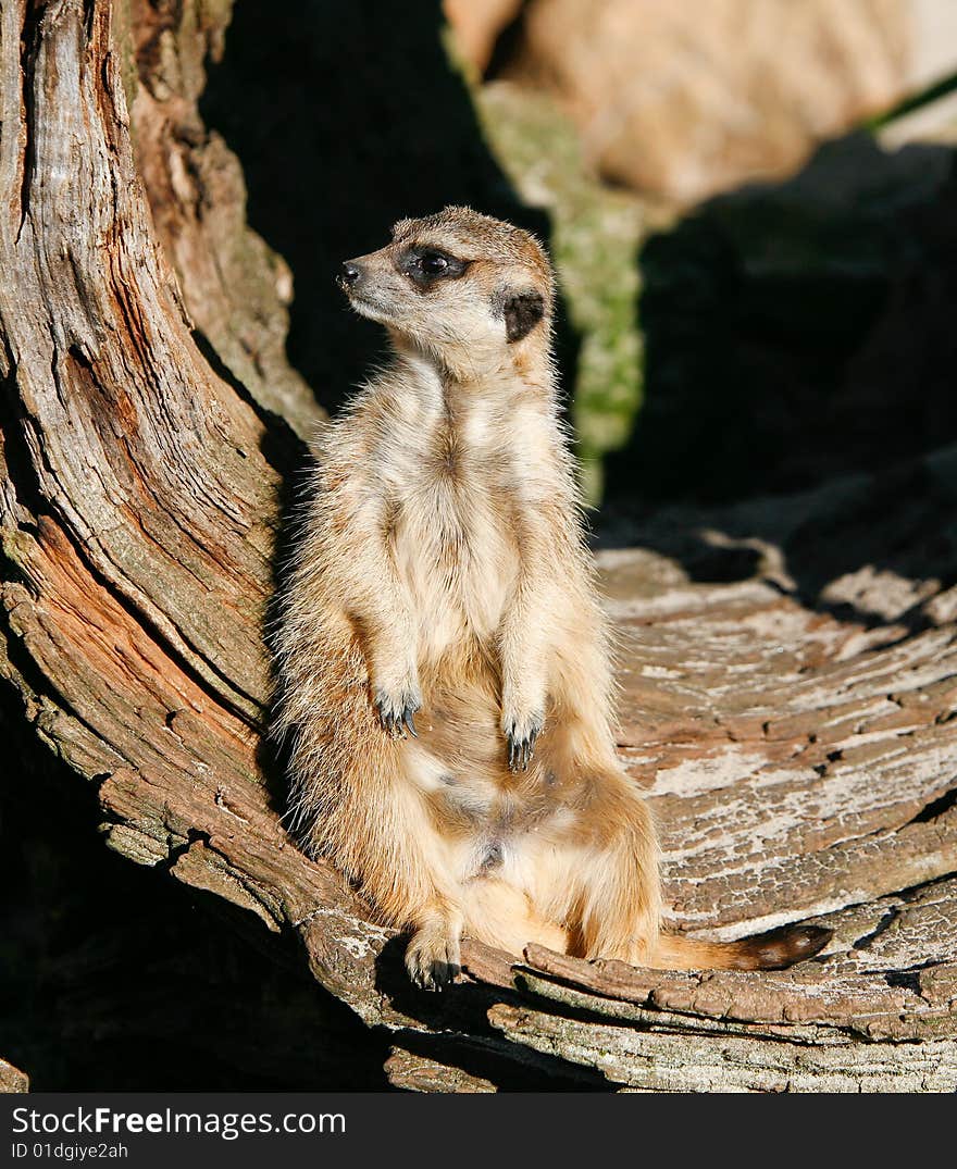 Meerkat (Suricata suricatta)