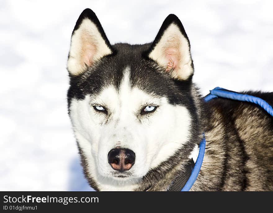 Portrait of a husky dog