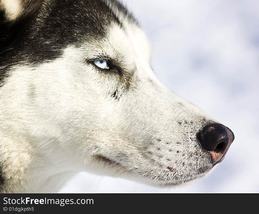 Portrait of a husky dog