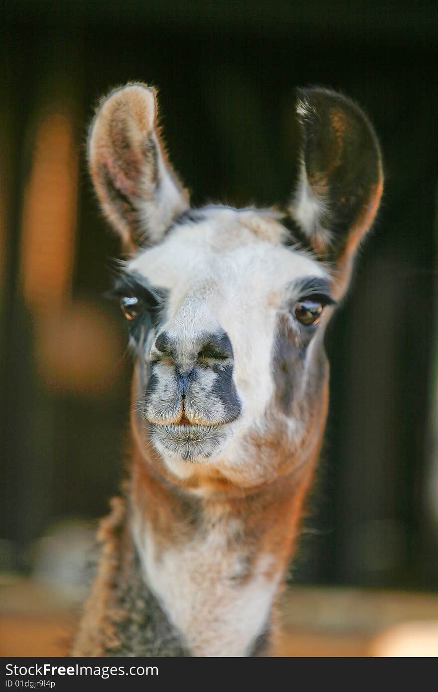 Portrait of llama in a zoo