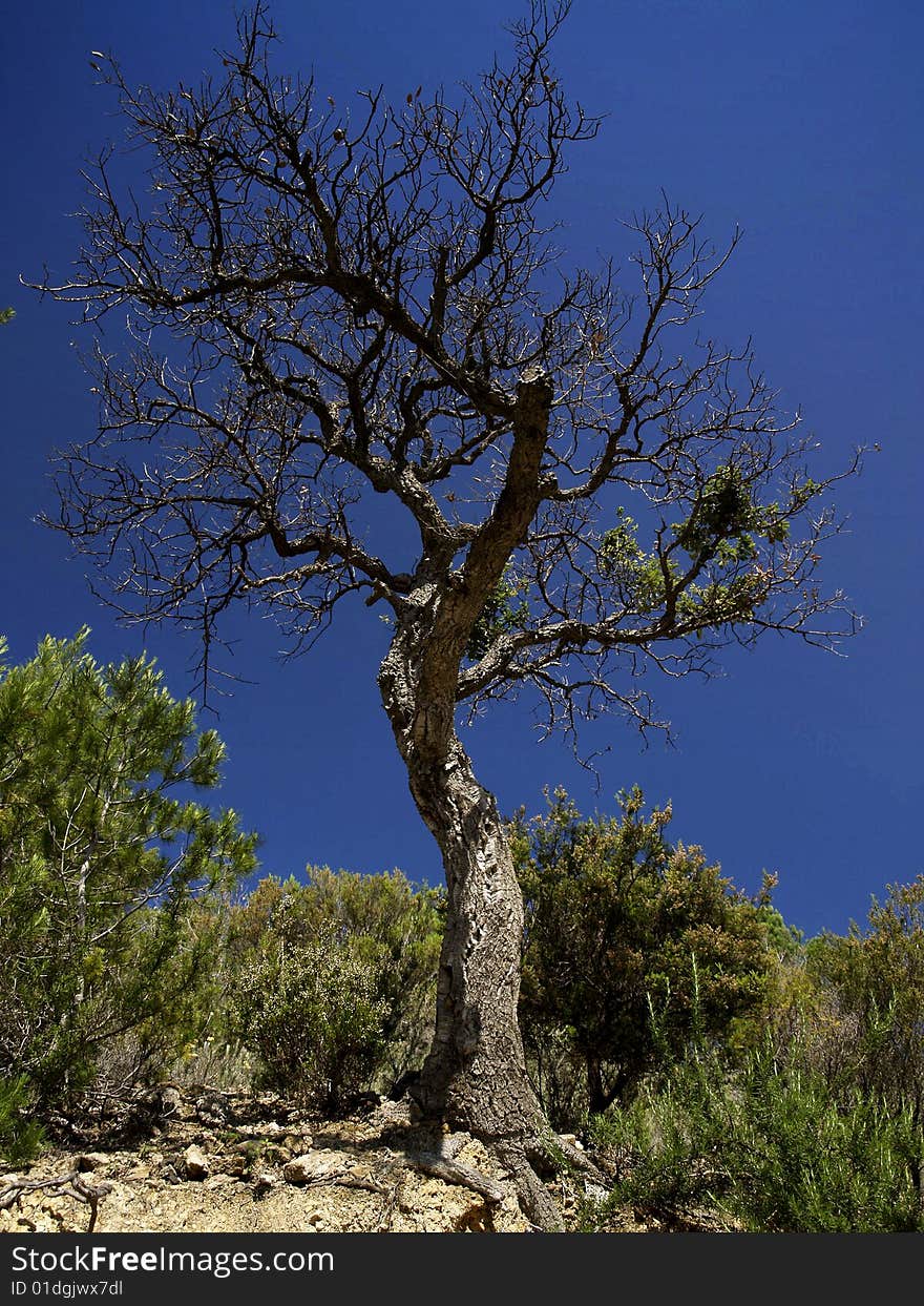 Bare tree