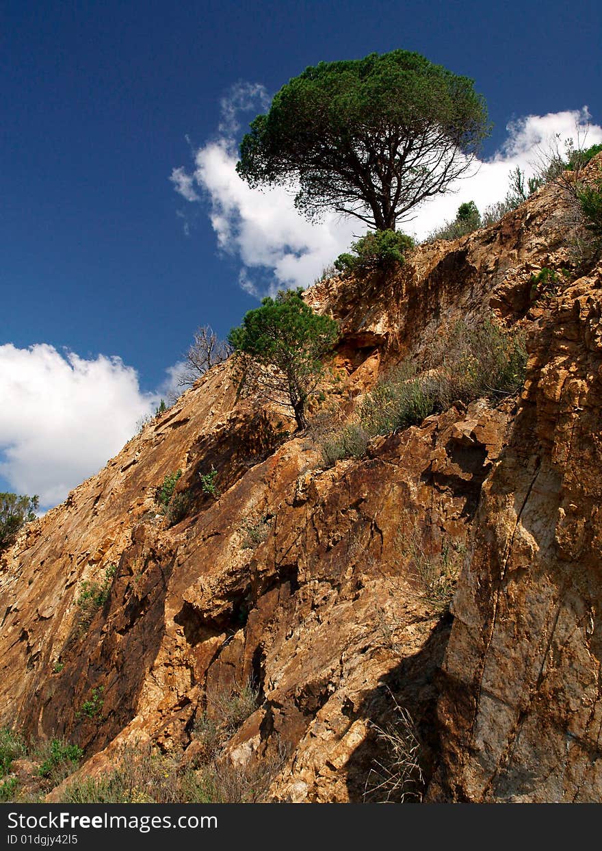 Isoleted tree on a bare rock. Isoleted tree on a bare rock