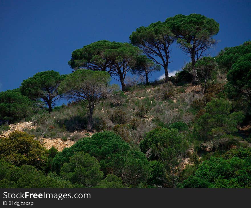 Trees Against Clear Blue Sky