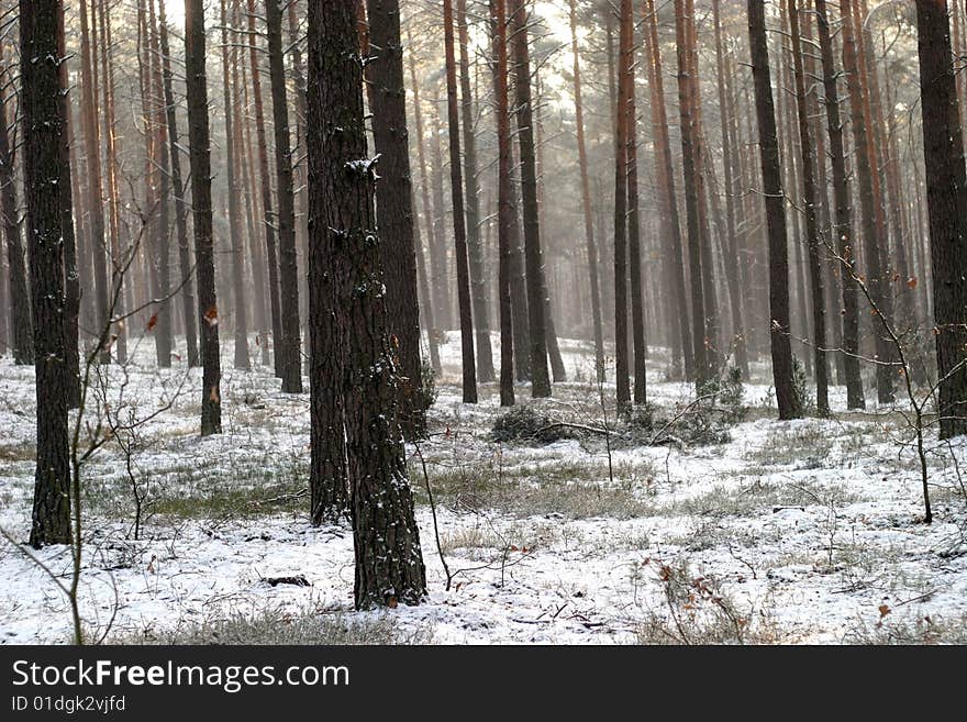 The background with winter trees