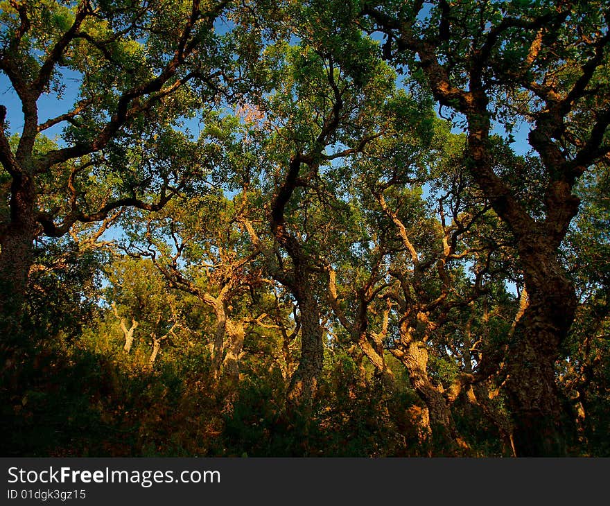 Colourful trees in a dens fores. Colourful trees in a dens fores