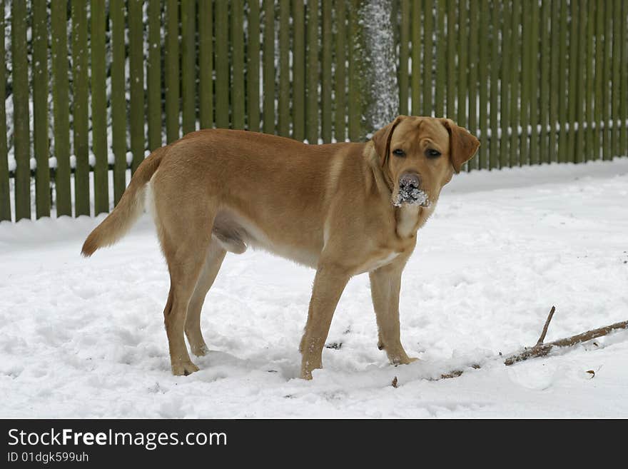 Happy labrador retriever standing in the garden