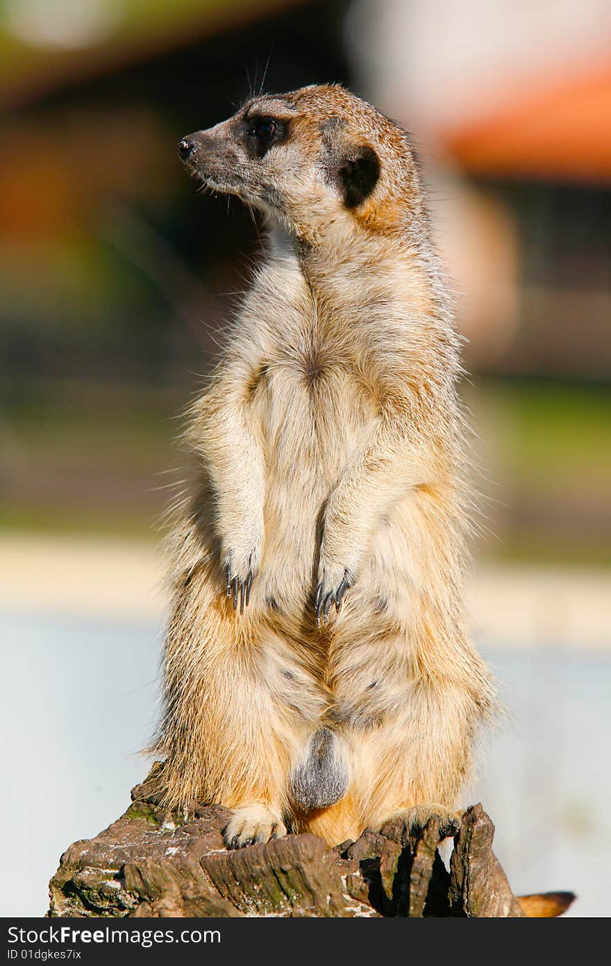 Meerkat (Suricata suricatta)