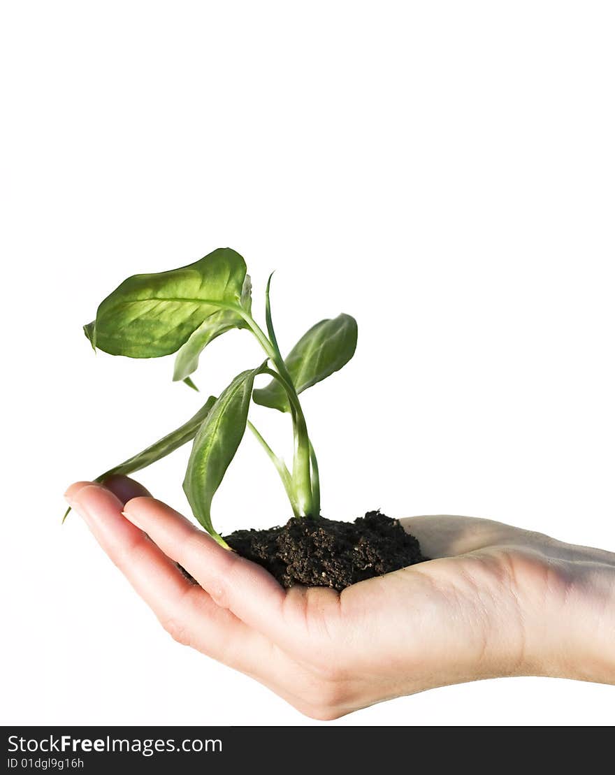 Hand holding a gren plant isolated on white