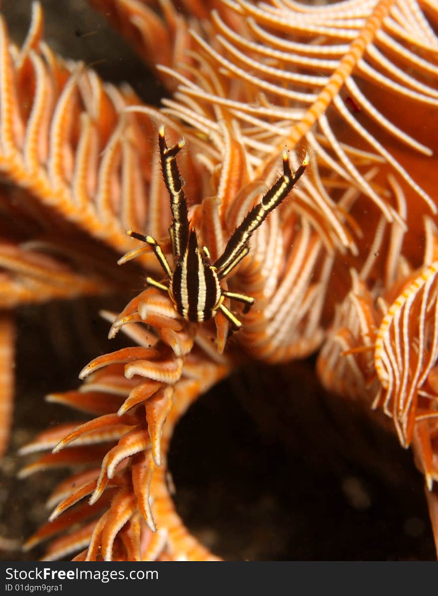 Cronoid crab living on crinod on coral reef