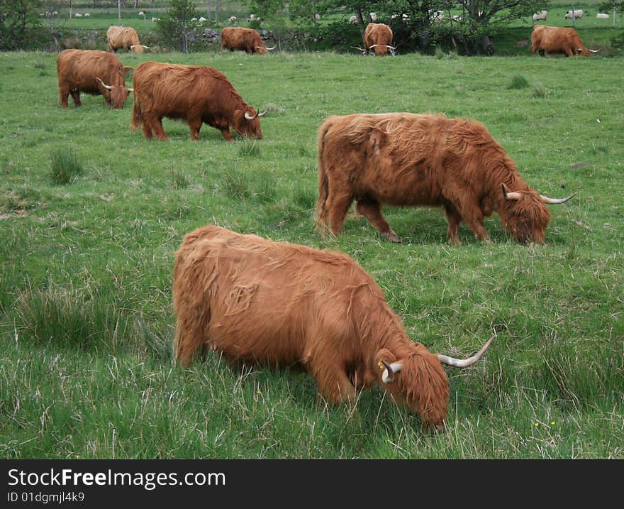 Highland Cattle