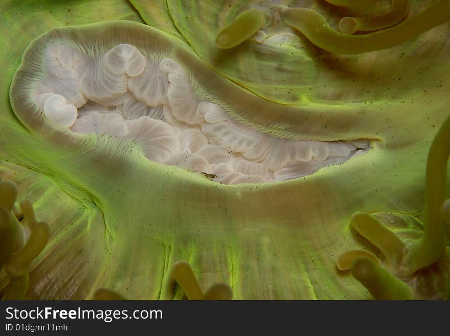 Mouth of south pacific anemone. Mouth of south pacific anemone