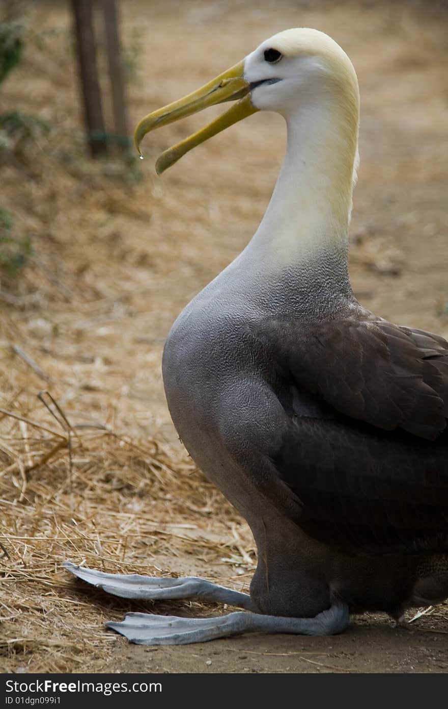 Close up of an endangered and breeding albatross. Close up of an endangered and breeding albatross