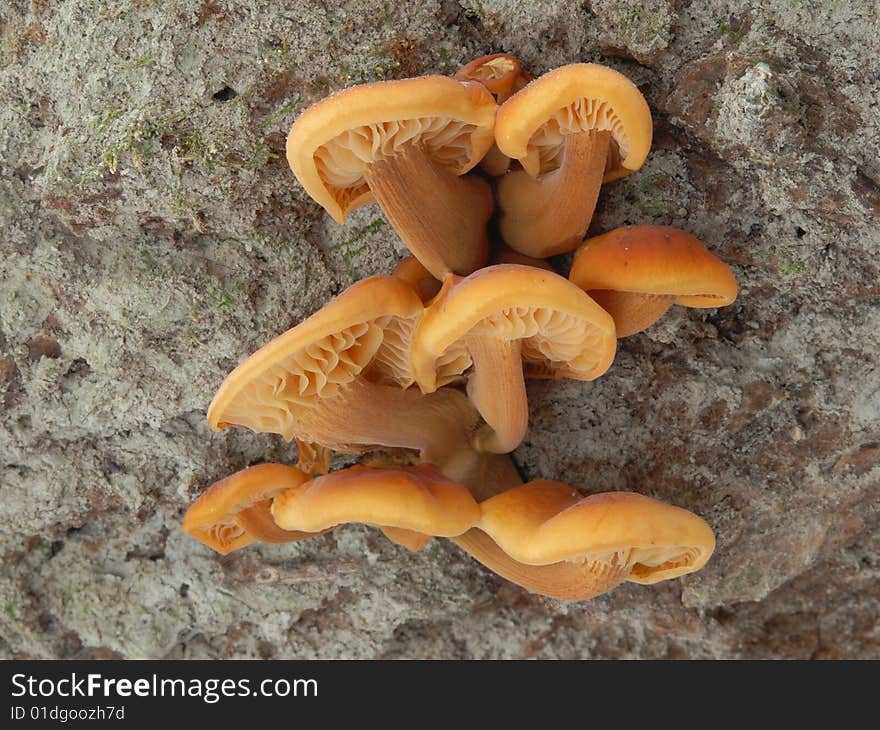 Good  mushroom, edible mushroom, fungi, flammulina, winter. Good  mushroom, edible mushroom, fungi, flammulina, winter