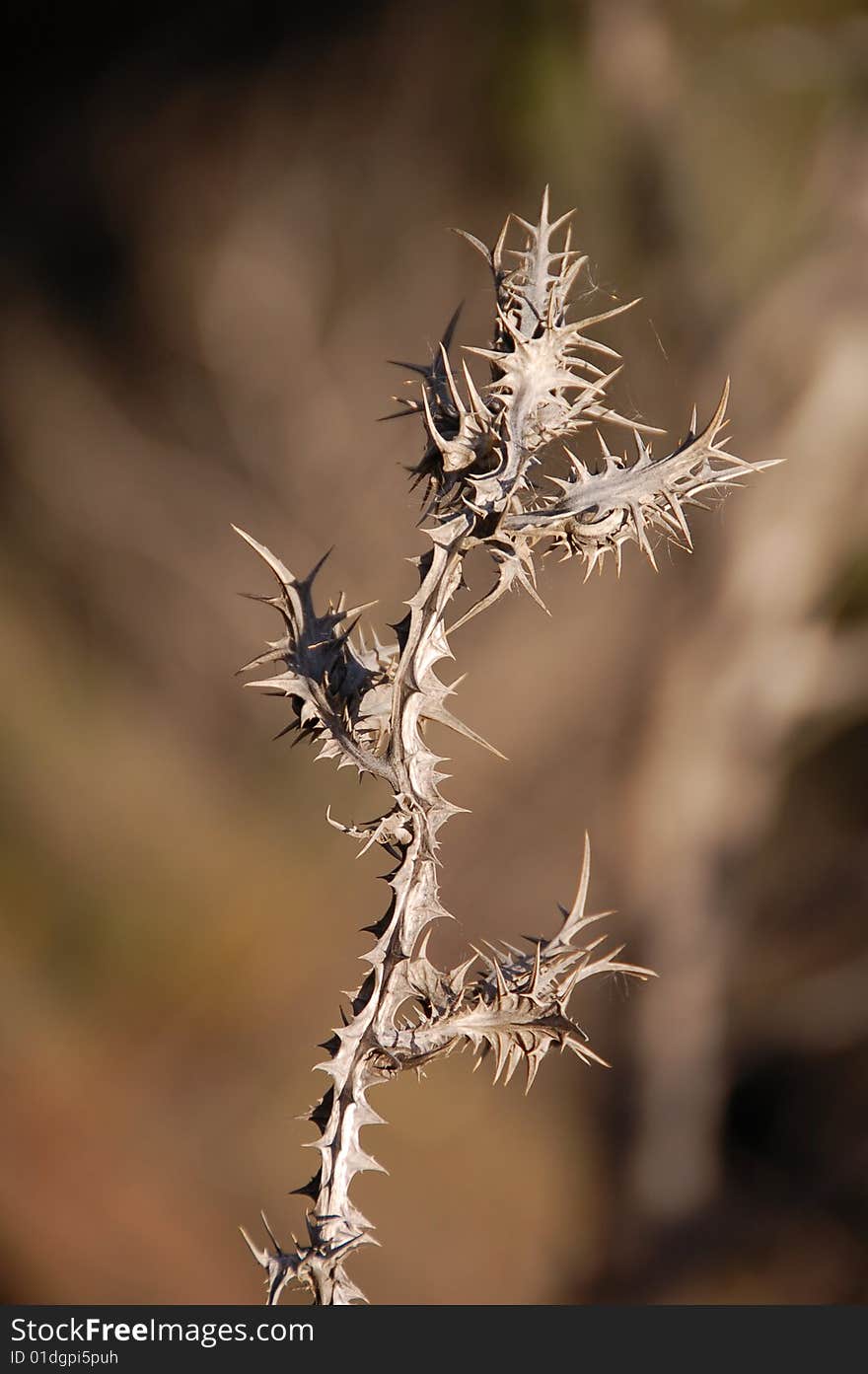 The dry prickle in the sun