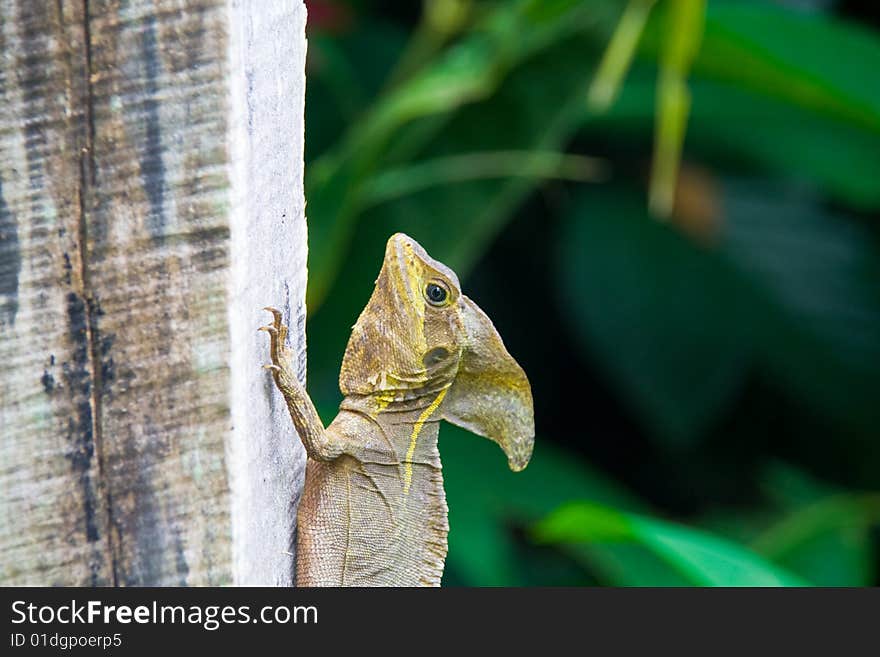 Basilisk in the wild costa rican jungle. Basilisk in the wild costa rican jungle