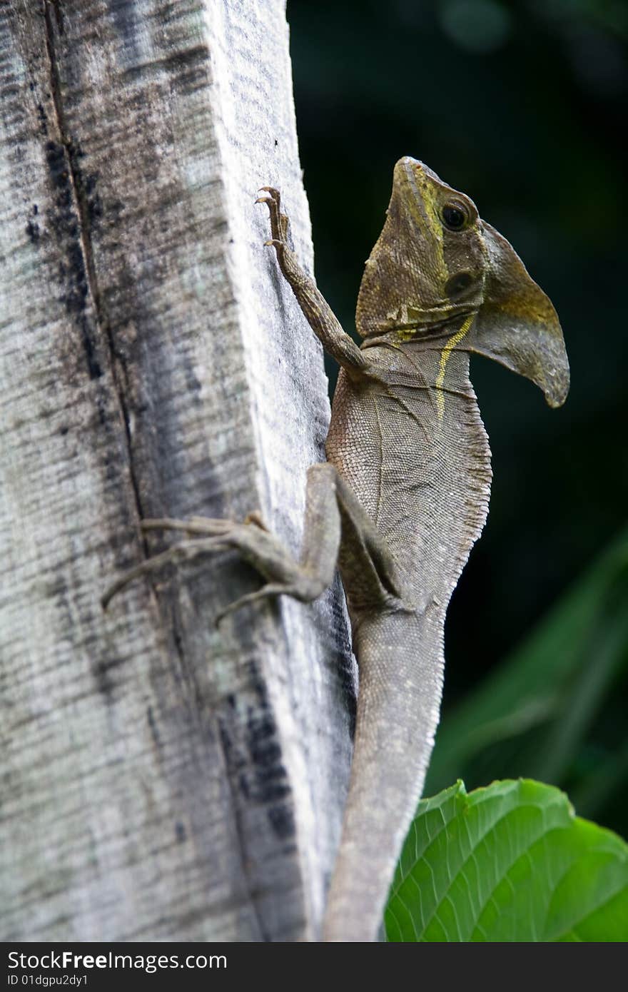 Basilisk in the wild costa rican jungle. Basilisk in the wild costa rican jungle