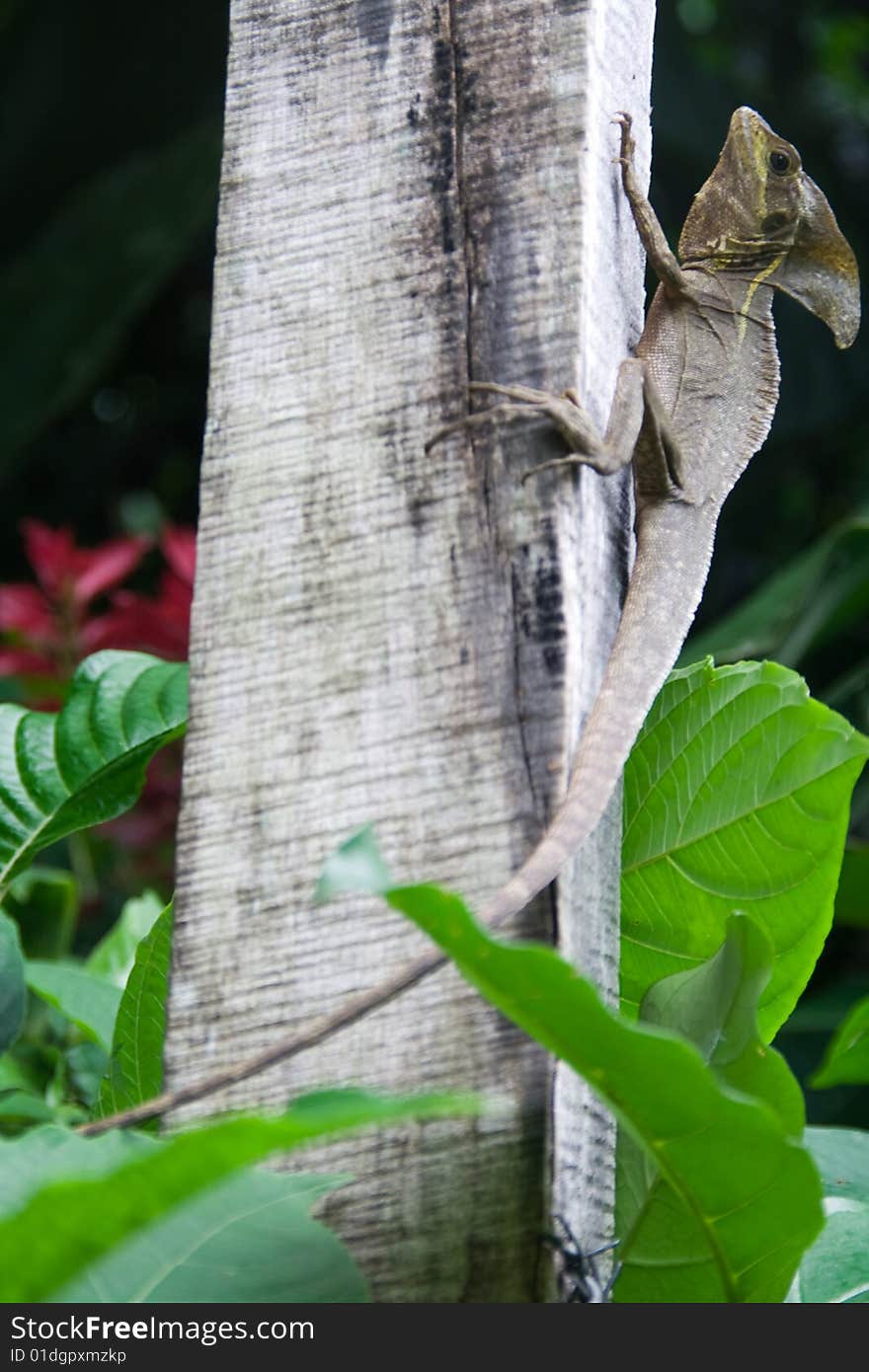 Basilisk in the wild costa rican jungle. Basilisk in the wild costa rican jungle