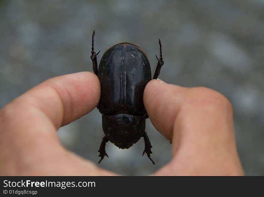 Checking a big black beetle in the rain forrest. Checking a big black beetle in the rain forrest