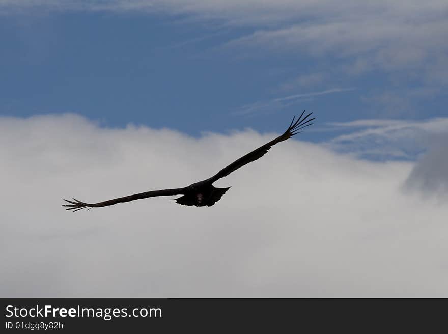 Big andean bird gliding through the air. Big andean bird gliding through the air