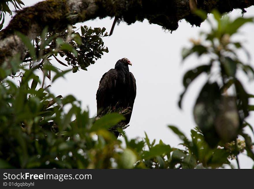 Big andean bird sitting on a tree