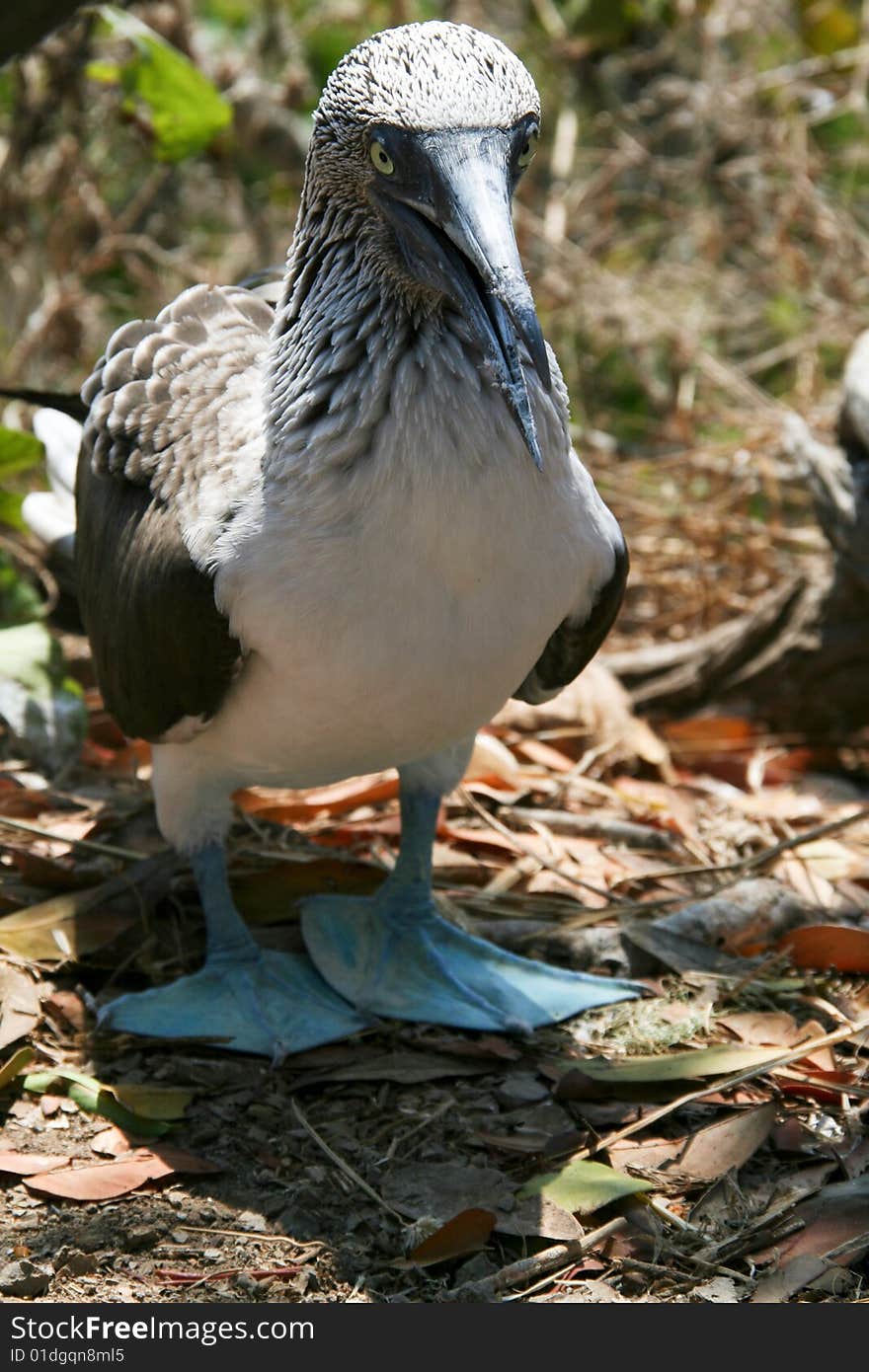 Blue footed boobie showing his feet. Blue footed boobie showing his feet