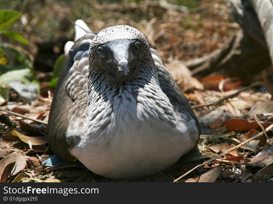 Blue footed boobie staring at the camera. Blue footed boobie staring at the camera