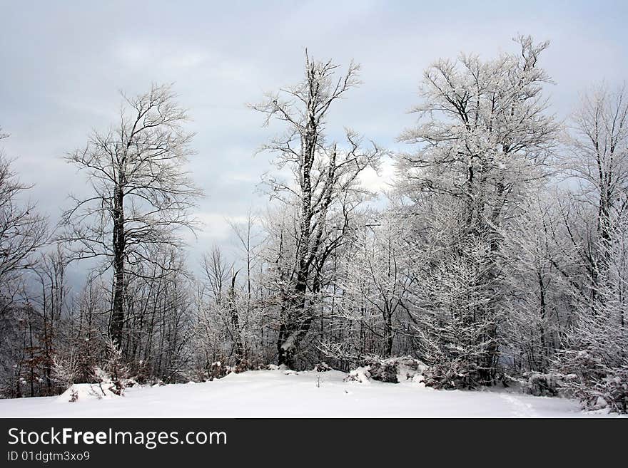 Winter Landscape