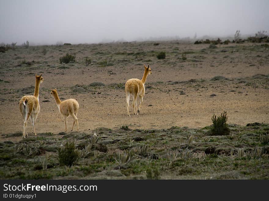 A small vicuna family in ecuador. A small vicuna family in ecuador