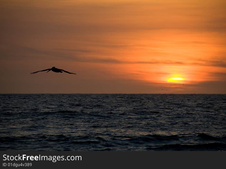 A pelikan flying into the red sunset. A pelikan flying into the red sunset