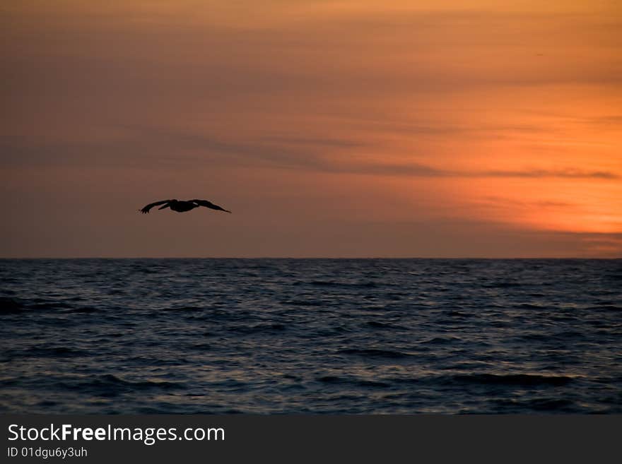 A pelikan flying into the red sunset. A pelikan flying into the red sunset