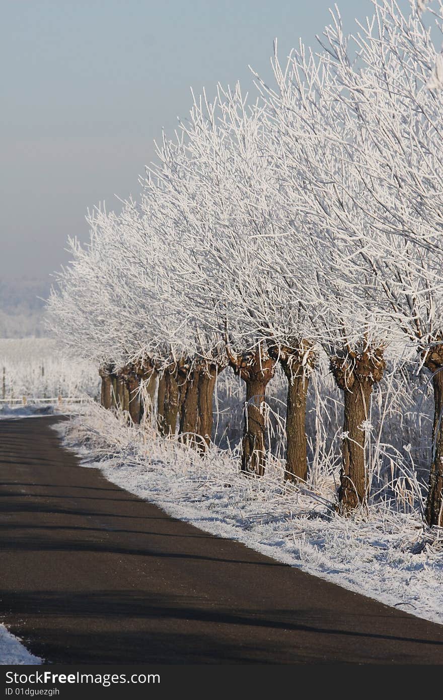 Willow trees with snow and frost