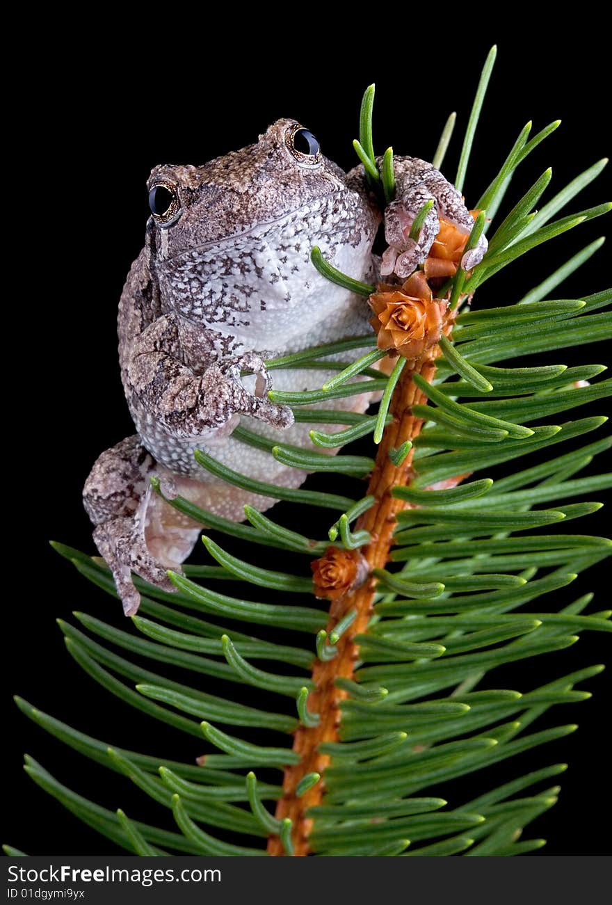 Tree frog on evergreen branch