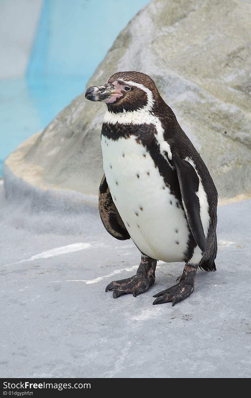 A penguin