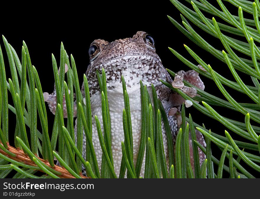 Tree Frog On Evergreen