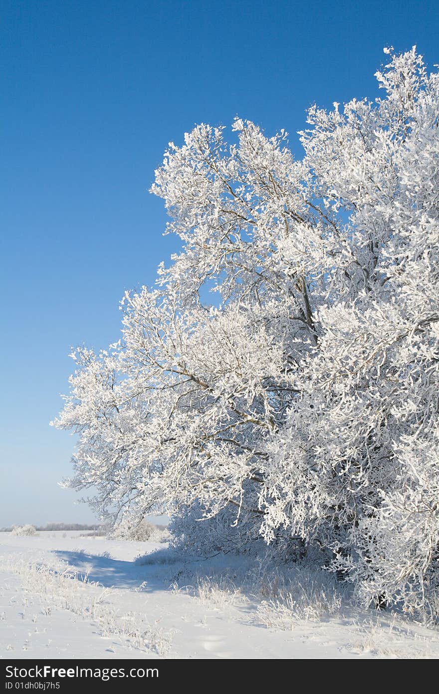 Edge of oak groove - twigs covered with snow