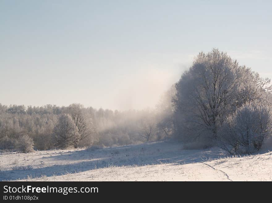 Trees covered with snow