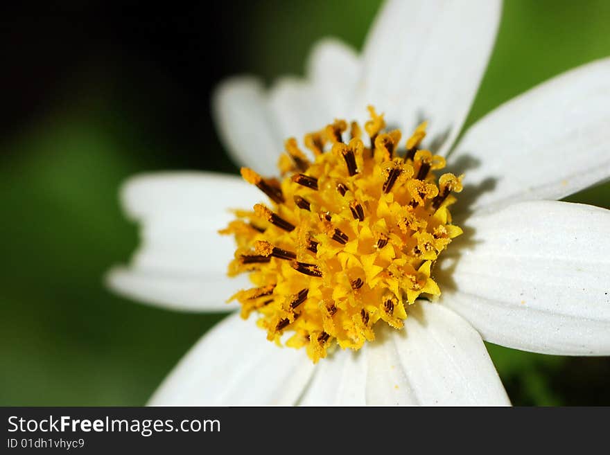 A Floret Is Enlarge