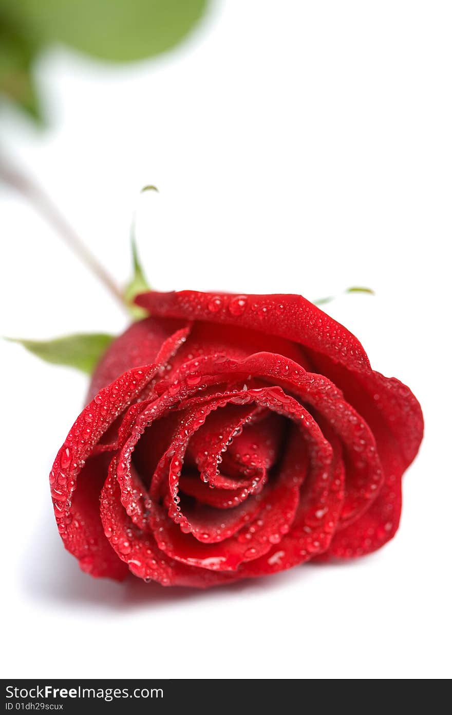 Beautiful red rose with water droplets isolated (shallow DOF)