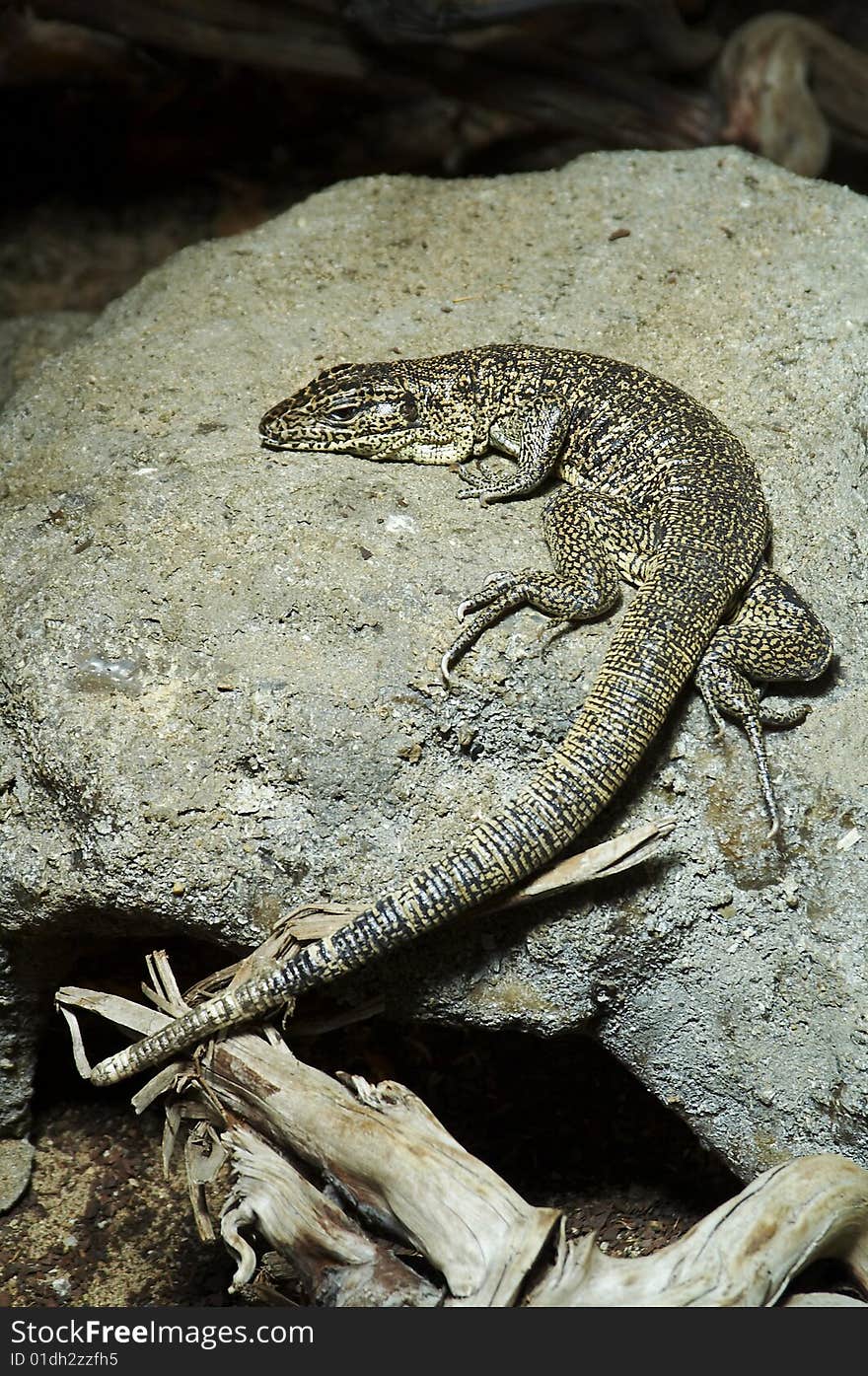 A Brown Lizard