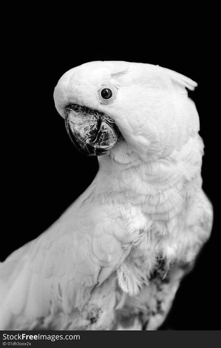 Magnificent Cockatoo