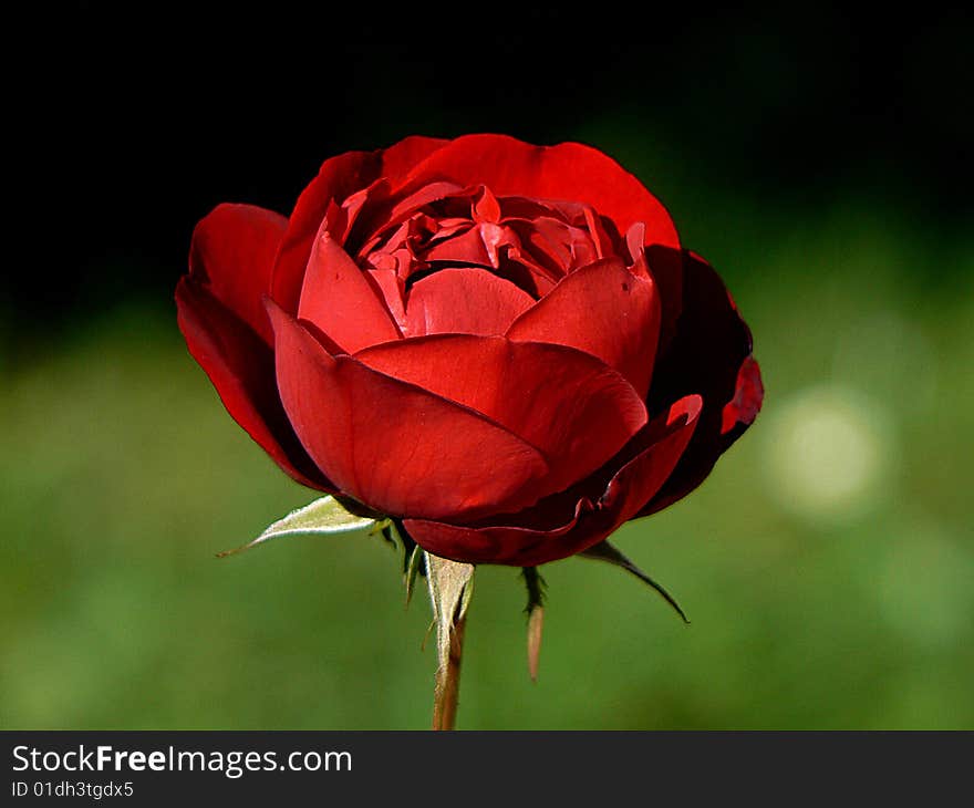 Red rose in summer in the garden