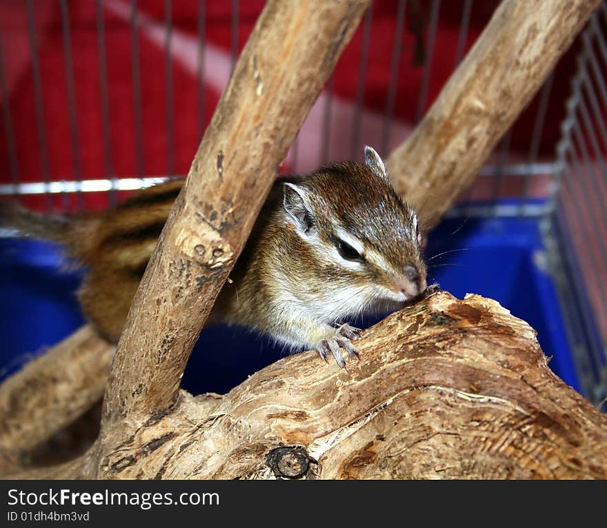 Burunduk- little pet  in home