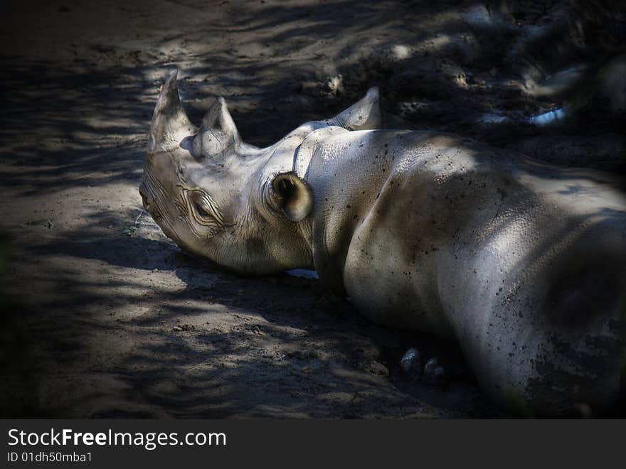 The Portrait of a sleeping rino